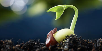 plant sprouting from seed