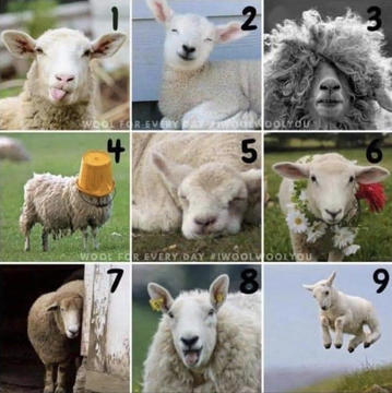 9 different sheep in various poses
